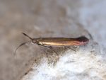 Coleophora deauratella - 22nd June 2026 - Birchvale - Jane Hewitt