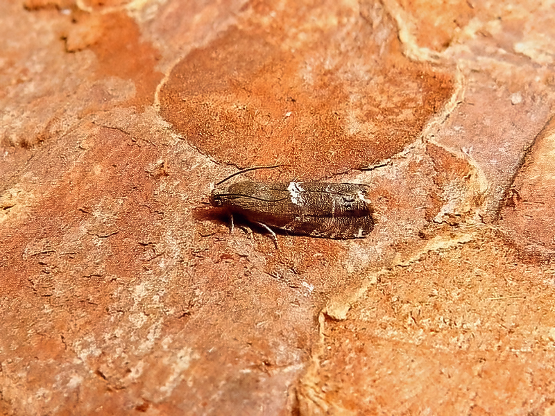 Cydia coniferana - 4th VC57 record - 21st June 2026 - Darwin Forest -Dave Evans
