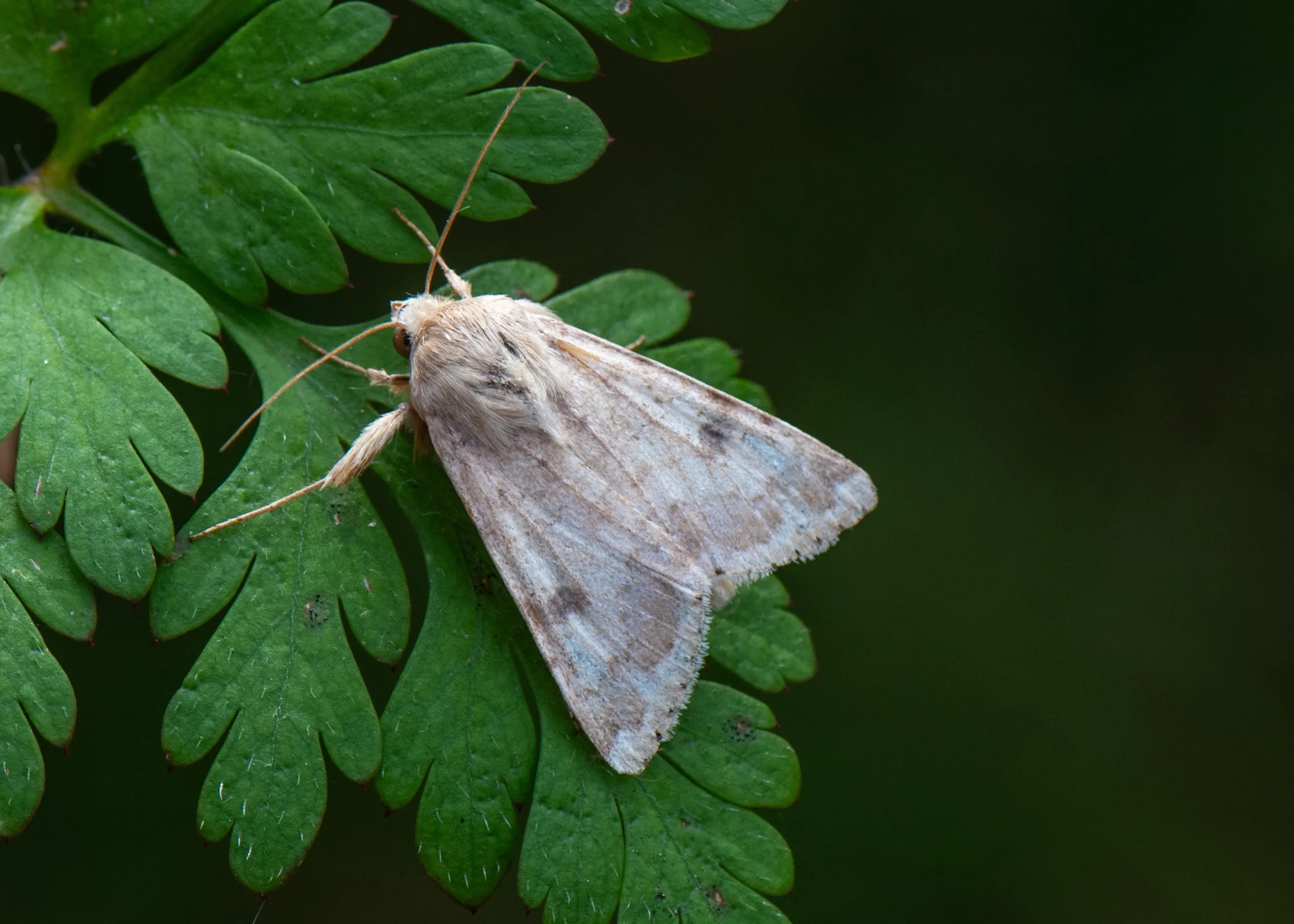 Eastern Bordered Straw - 15th June 2026 - Chesterfield - Shane Harper
