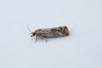 49.193 BF1104 – Marsh Marble (Endothenia quadrimaculana)