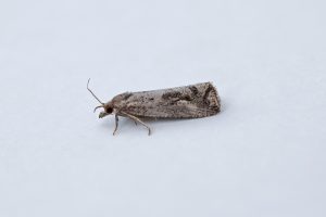 49.193 BF1104 – Tortricidae – Olethreutinae – Endothenia quadrimaculana – Marsh Marble