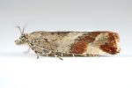 Epinotia cruciana - 20th June 2026 - Torside (netted during the day) Christian Heintzen