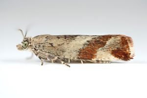 Epinotia cruciana - 20th June 2026 - Torside (netted during the day) Christian Heintzen
