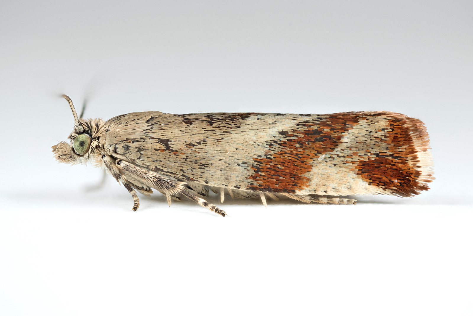 Willow Tortrix