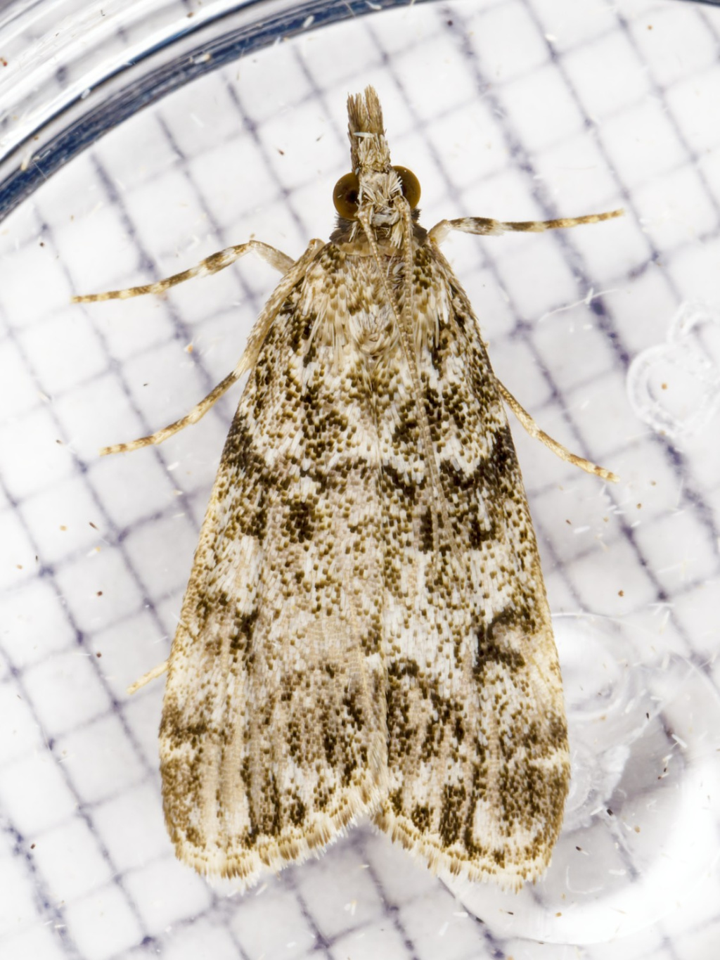 Eudonia lacustrata - 8th August 2025 - Buxton - Ian White