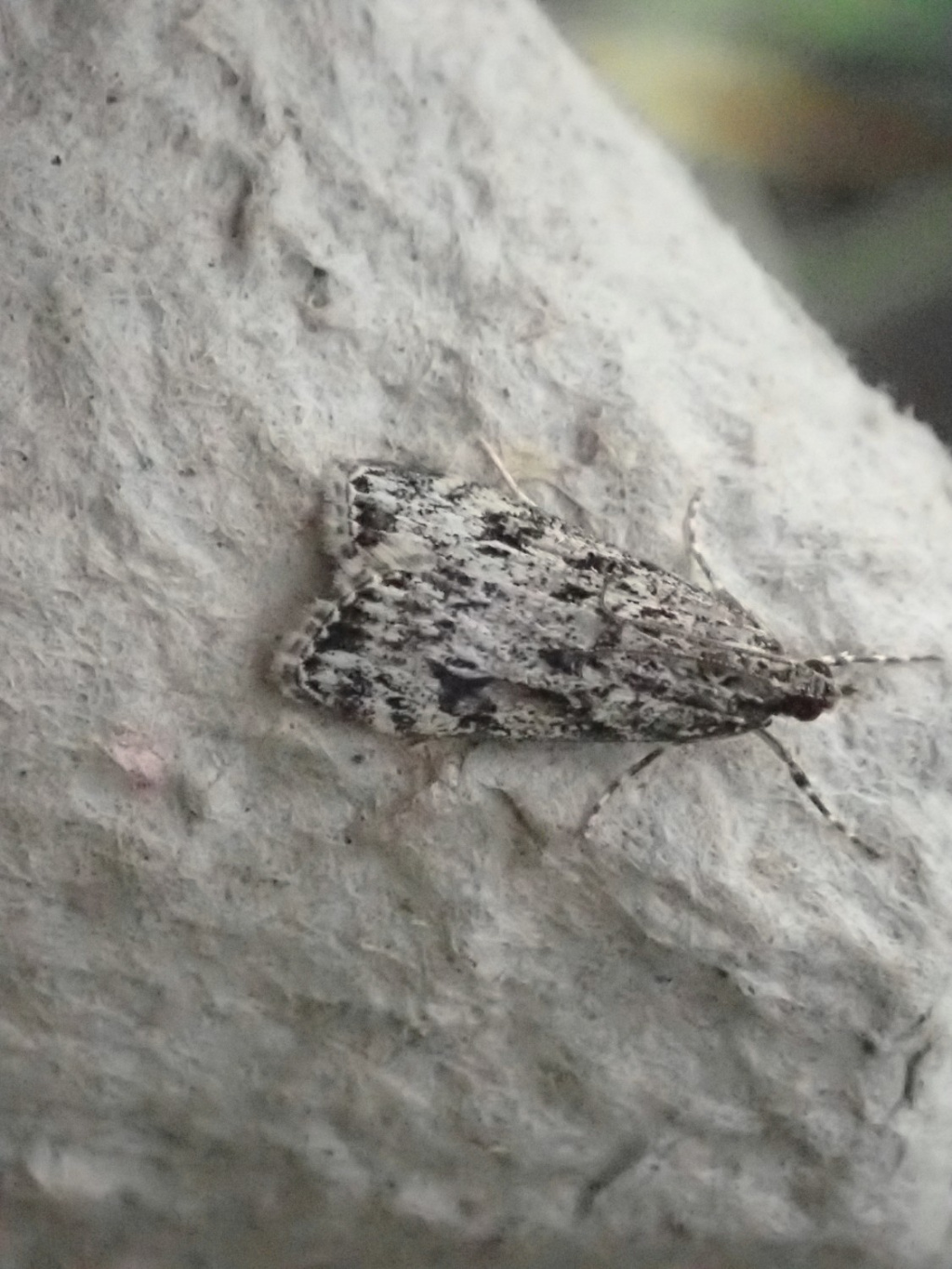 Eudonia truncicolella - 11th August 2025 - Birch Vale - Jane Hewitt