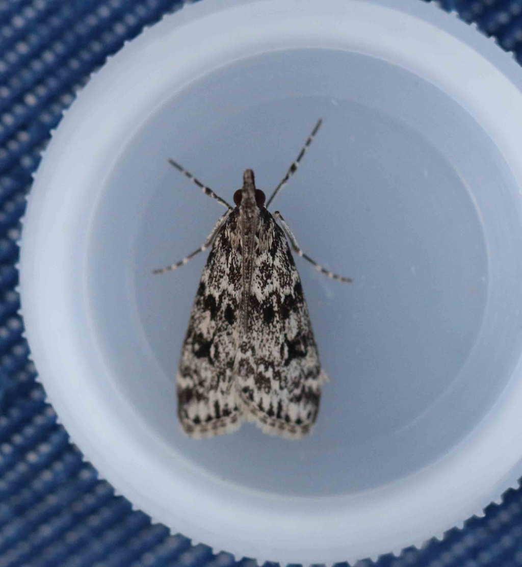 Eudonia truncicolella - 16th July 2024 - Hathersage - Alan Kydd