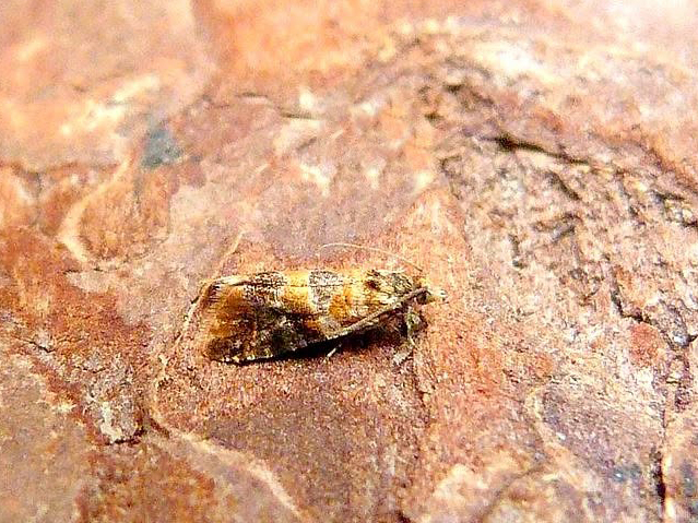 Lobesia reliquana - 20th June 2026 - Darwin Forest - Dave Evans 