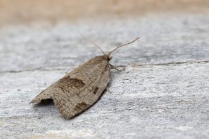 Lozotaenia forsterana - 8th June 2026 - Melbourne - Tony Davison