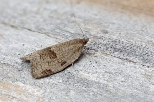 Lozotaenia forsterana - 8th June 2026 - Melbourne - Tony Davison