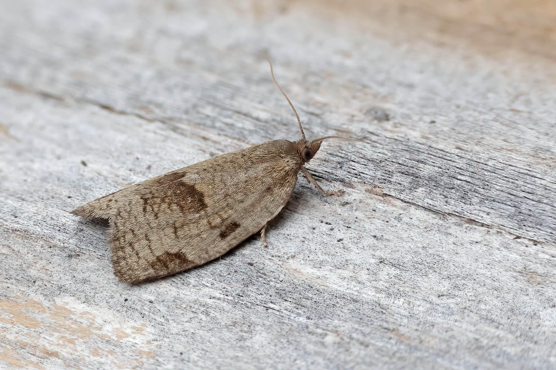 Lozotaenia forsterana - 8th June 2026 - Melbourne - Tony Davison