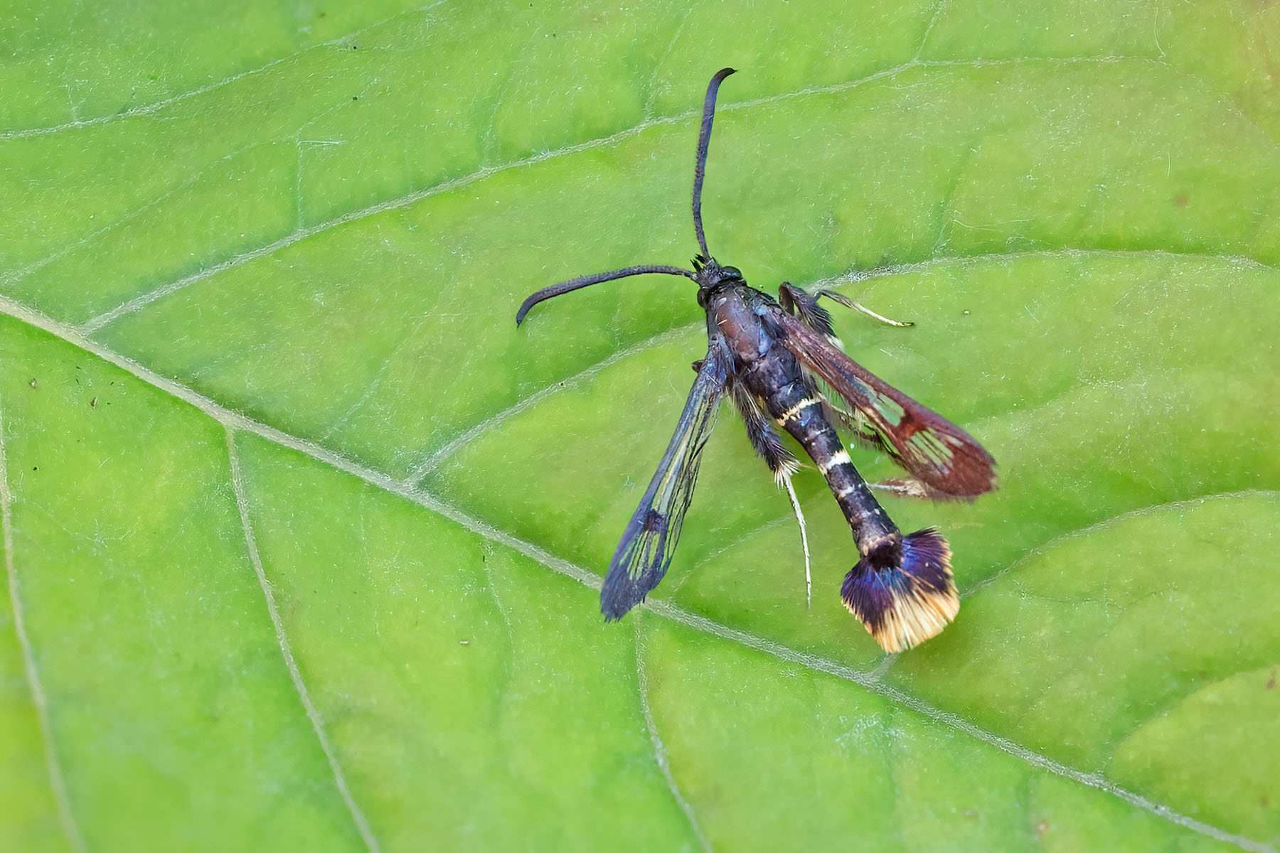 Orange-tailed Clearwing - 23rd June 2026 - Kings Newton - Tony Davison - Attracted to Pheromone Lure AND by Will Soar