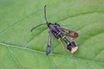 Orange-tailed Clearwing - 23rd June 2026 - Kings Newton - Tony Davison - Attracted to Pheromone Lure AND by Will Soar