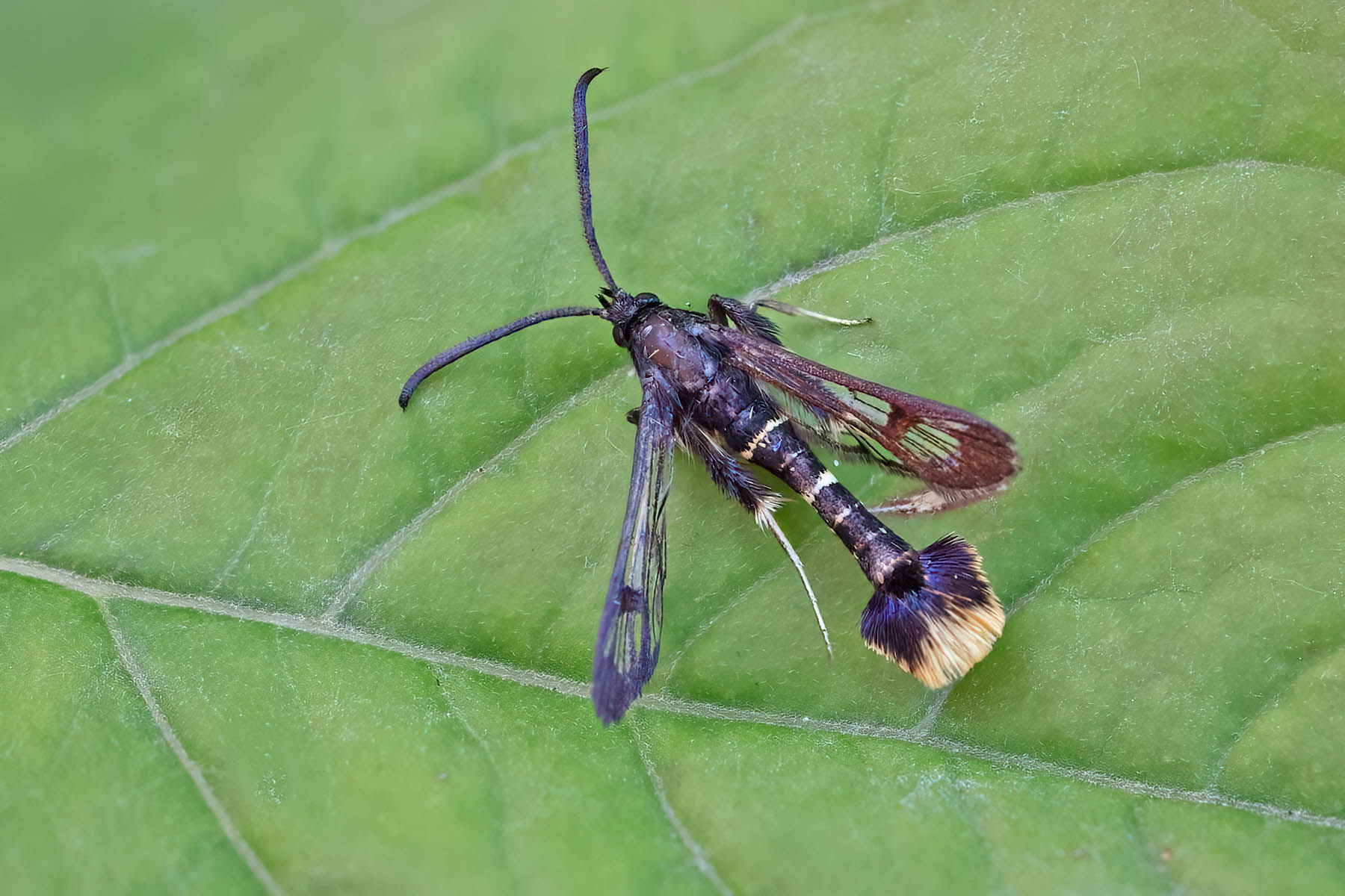 Orange-tailed Clearwing