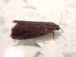Grapholita tenebrosana - 18th June 2026 - Norton Lees - Pete Mella - ID confirmed by Ben Smart.