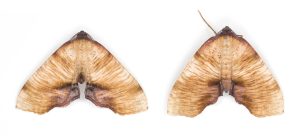 Scorched Wing - male left, Female right  - The female has a distinctly broad- shouldered outline (a bit like female Epirittas), the antennae are not feathered and the abdomen is thick and not curled upwards - 3rd June 2026 - Glossop - Christian Heintzen