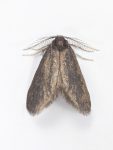 Psyche casta - male - 9th June 2026 - Woodhead Reservoir (Derbyshire side) - Christian Heintzen