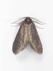 Psyche casta - male - 9th June 2026 - Woodhead Reservoir (Derbyshire side) - Christian Heintzen