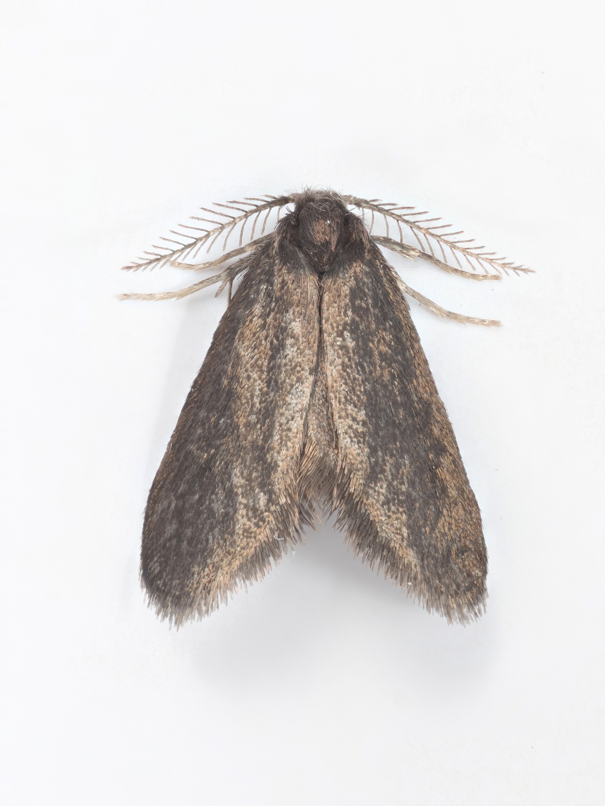 Common Bagworm