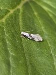 Nemapogon clematella - 24th June 2026 - Cromford - Clive Ashton