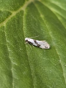 Nemapogon clematella - 24th June 2026 - Cromford - Clive Ashton
