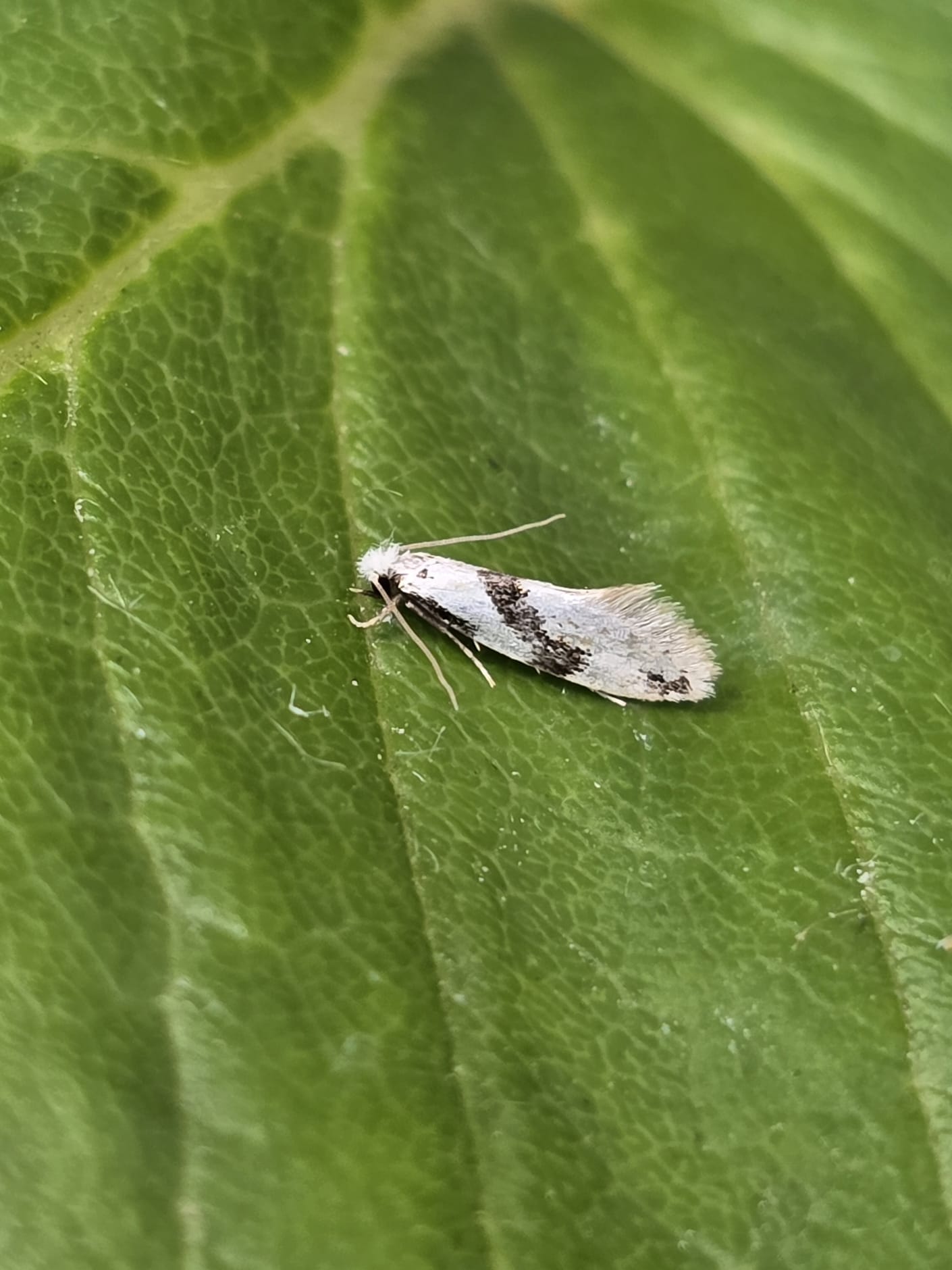 Black-barred Fungus Moth