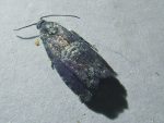 Pammene obscurana - 25/5/2026 - Buxton - Steve Orridge (identified by Gen Det)