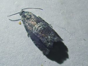 Pammene obscurana - 25/5/2026 - Buxton - Steve Orridge (identified by Gen Det)