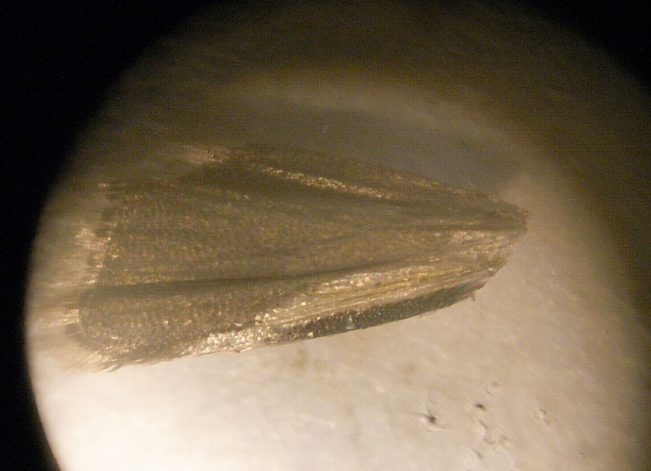Pammene obscurana - 25/5/2026 - Buxton - Steve Orridge (identified by Gen Det) Steve Hind has commented on the hindwing as follows :- "Dissected the male Pammene obscurana on 25/5/2026. Note the elongate patch of black scales along the costa at the base on the upper-side of the hindwing.