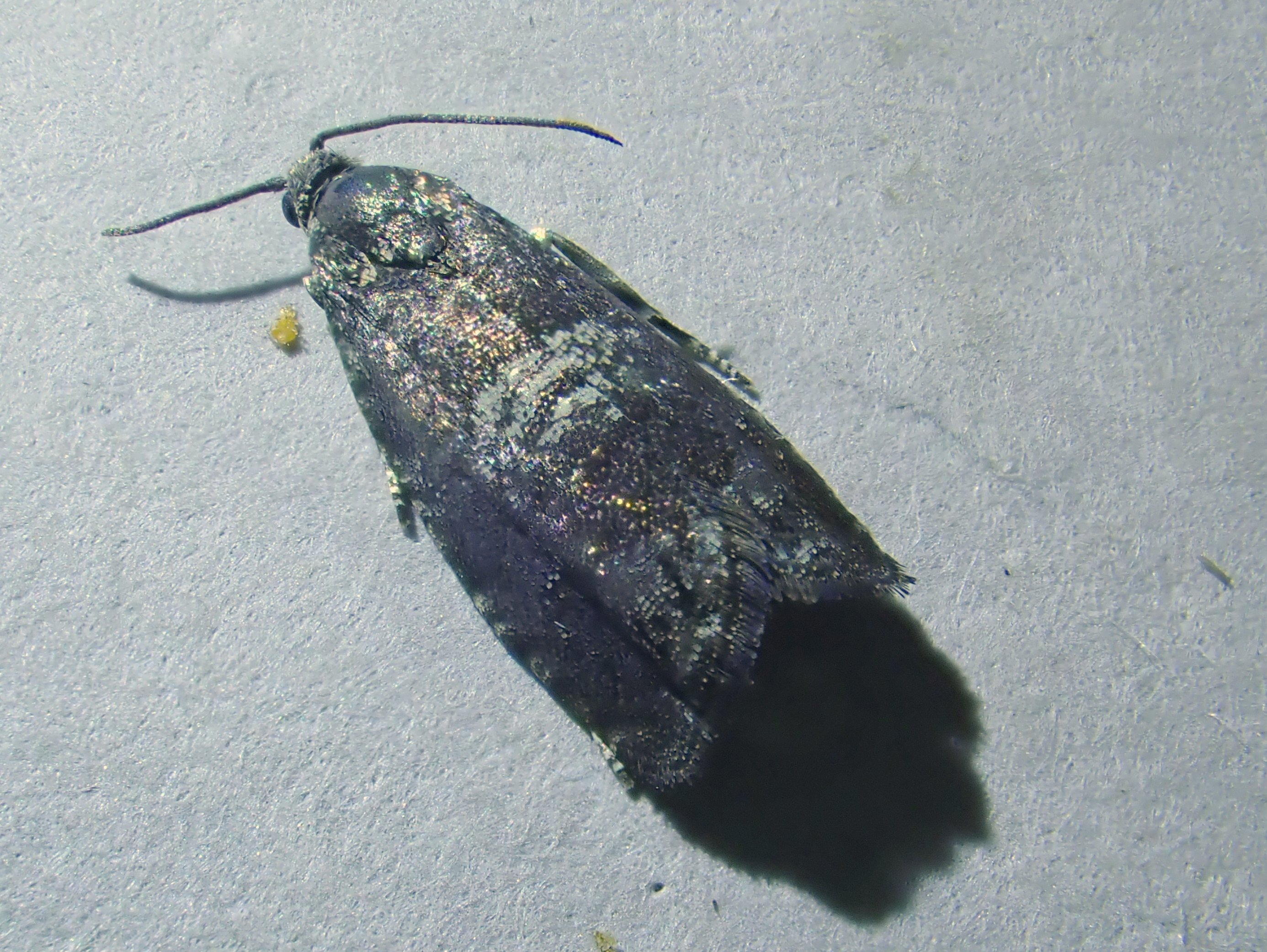 Birch Catkin Tortrix