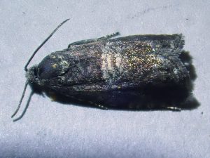 Pammene obscurana - 25/5/2026 - Buxton - Steve Orridge (identified by Gen Det)