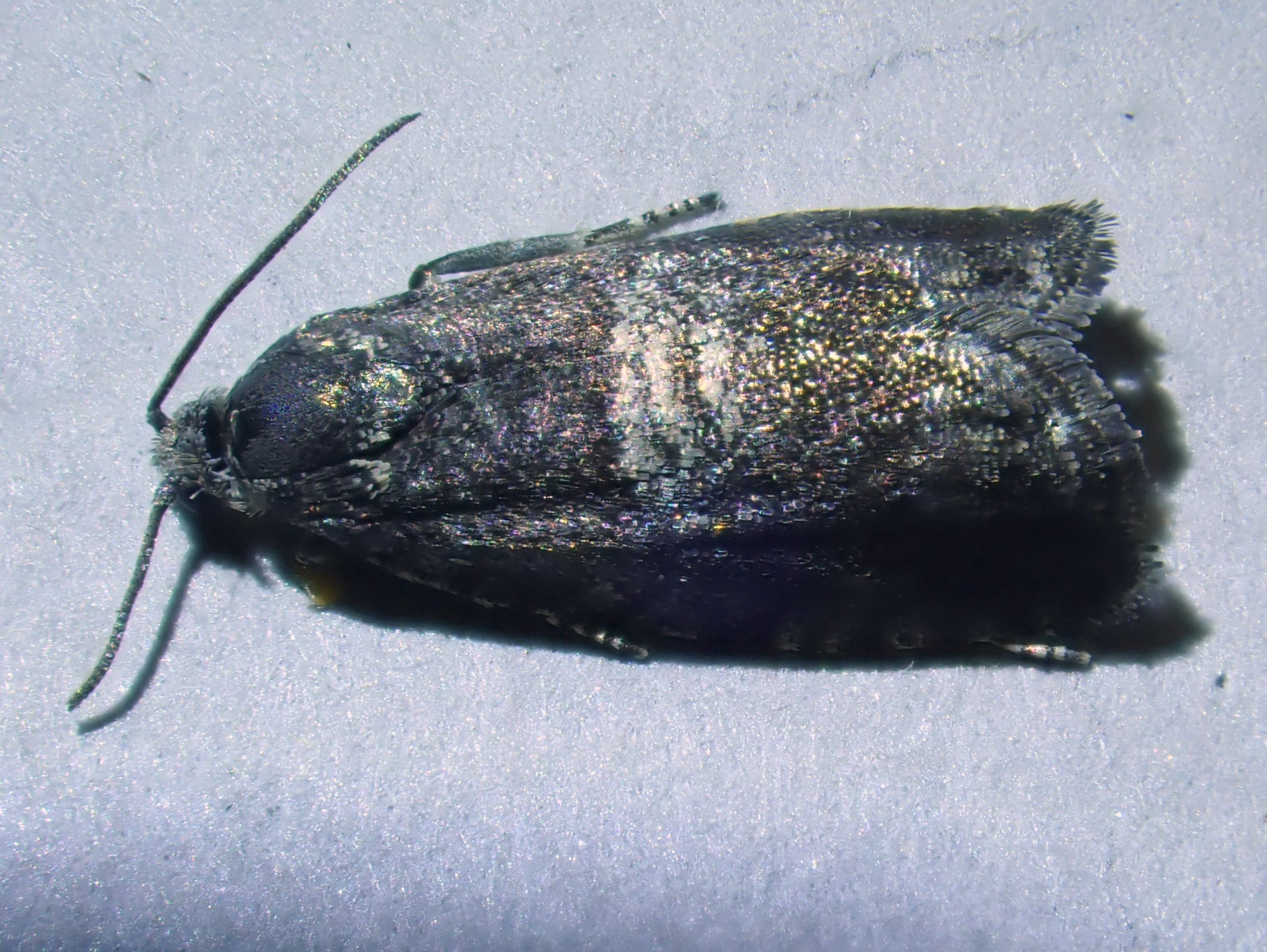 Pammene obscurana - 25/5/2026 - Buxton - Steve Orridge (identified by Gen Det)