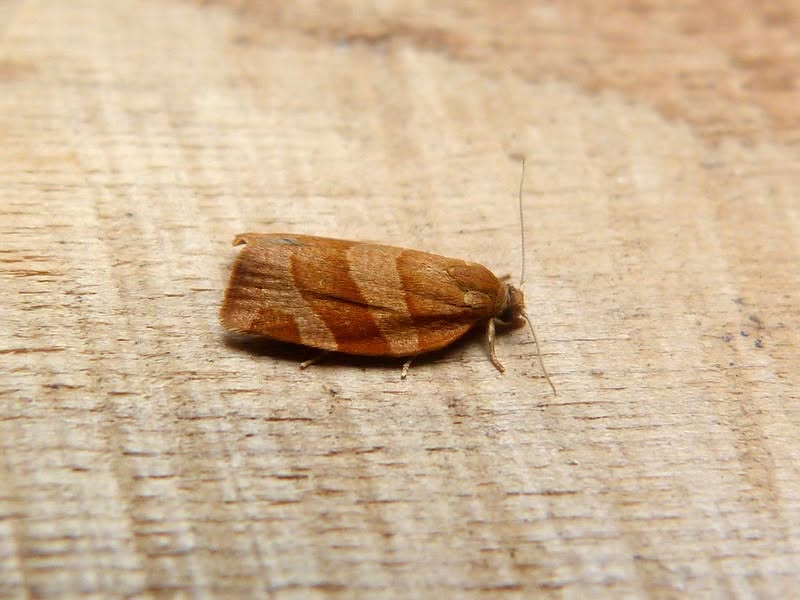 Pandemis cinnamomeana - 19th June 2026 - Darwin Forest - Dave Evans