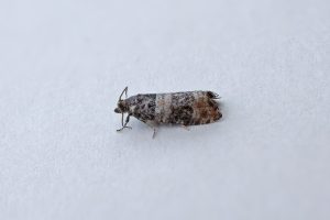Piniphila bifasciana - 23rd June 2026 - Kings Newton - Tony Davison