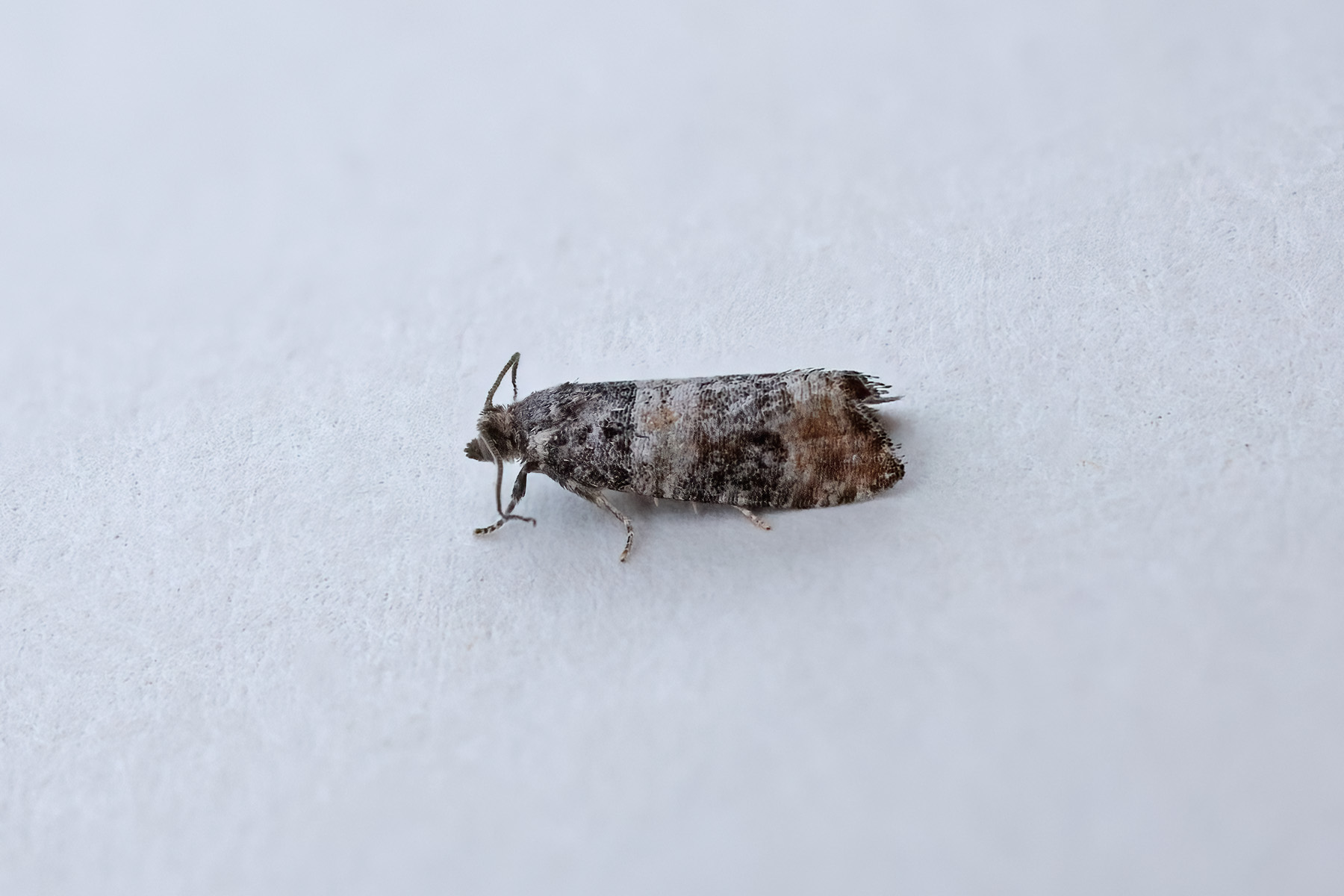 Piniphila bifasciana - 23rd June 2026 - Kings Newton - Tony Davison