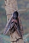 Moth Trap 20th-21st June 2026