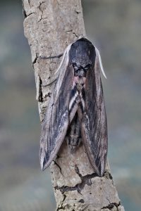 Privet Hawk-moth - 20th June 2026 - Melbourne - Tony Davison