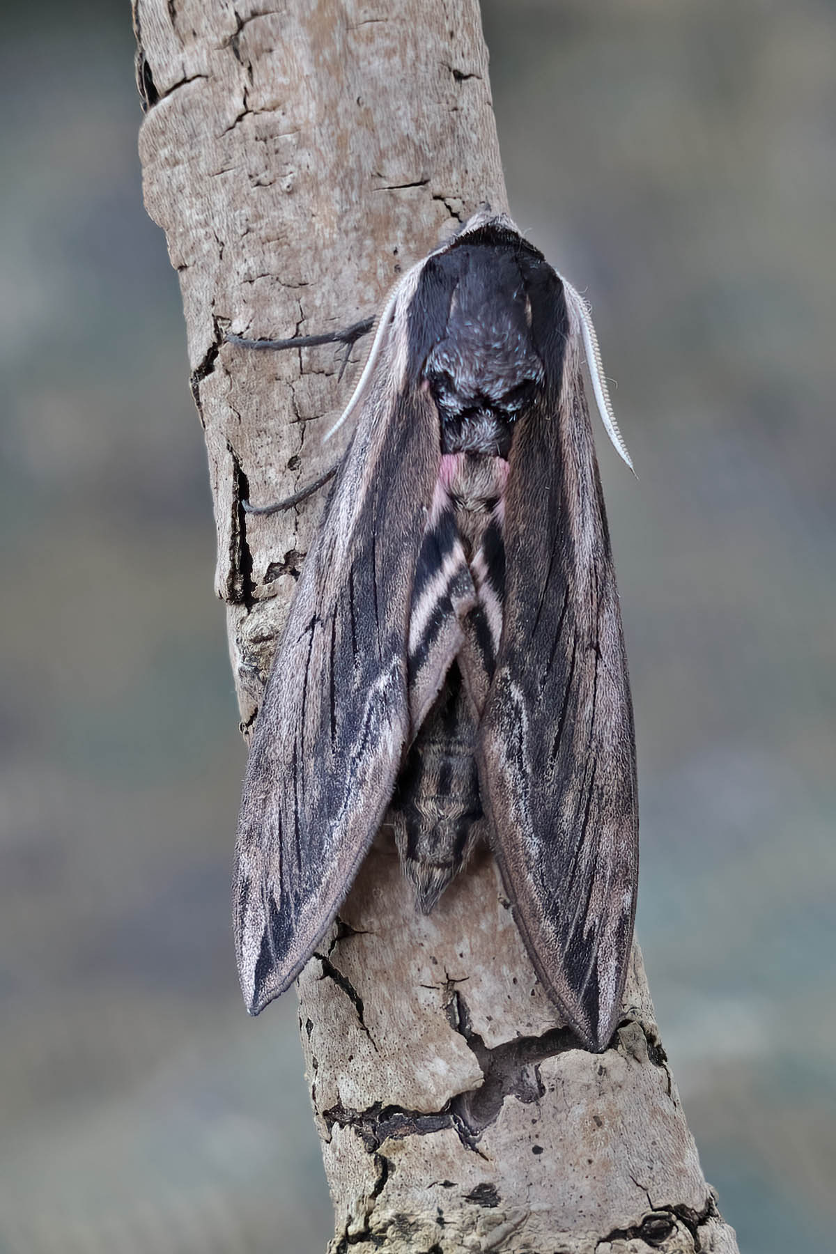 Privet Hawk-moth - 20th June 2026 - Melbourne - Tony Davison