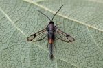 Red-belted Clearwing - 1st VC57 record - 24th June 2026 - Kngs Newton - Will Soar - attracted to pheromone lure