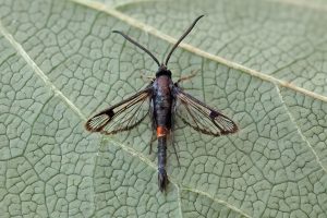 Red-belted Clearwing - 1st VC57 record - 24th June 2026 - Kngs Newton - Will Soar - attracted to pheromone lure