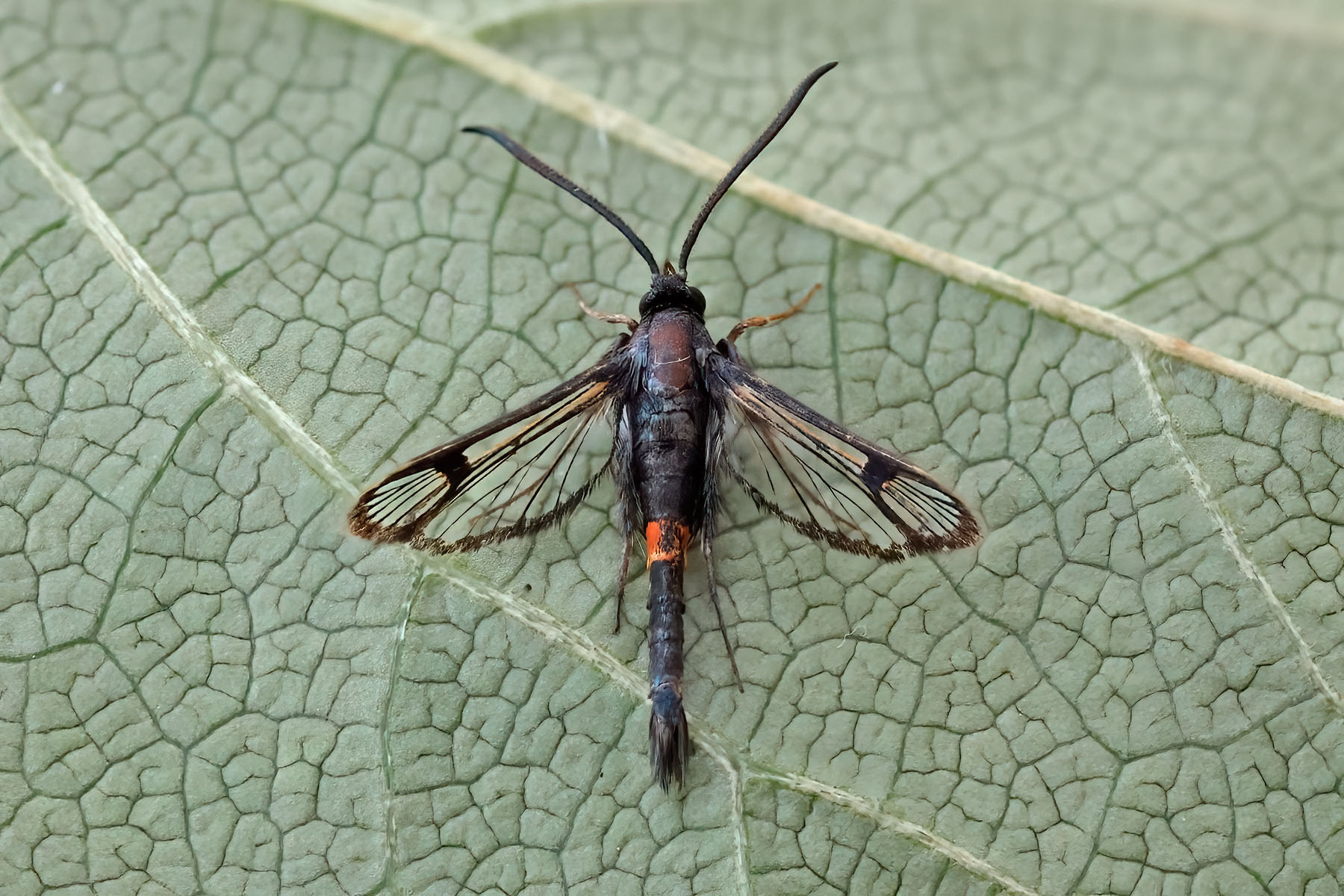 Red-belted Clearwing
