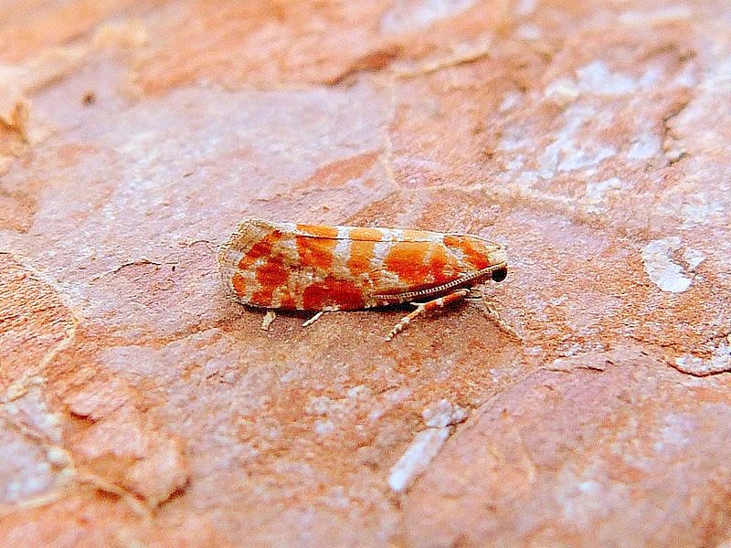 Rhyacionia pinicolana - 19th June 2026 - Darwin Forest - Dave Evans