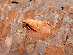 Rosy Footman - 23rd June 2026 - Belper - Dave Evans