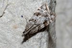 Scoparia basistrigalis - 1st July 2020 - Allestree - Stephen Plant