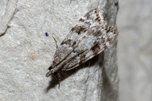 Scoparia basistrigalis - 1st July 2020 - Allestree - Stephen Plant
