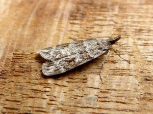 Scoparia pyralella - 27th Junee 2023 - Belper - Dave Evans