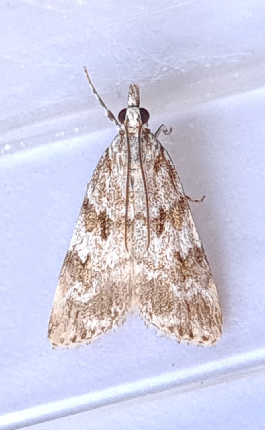 Scoparia pyralella (Gen Det) - 24th June 2022 - Hathersage - The late Claire Miles
