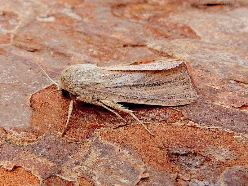 Southern Wainscot 19th June 2026 -Darwin Forest - Dave Evans