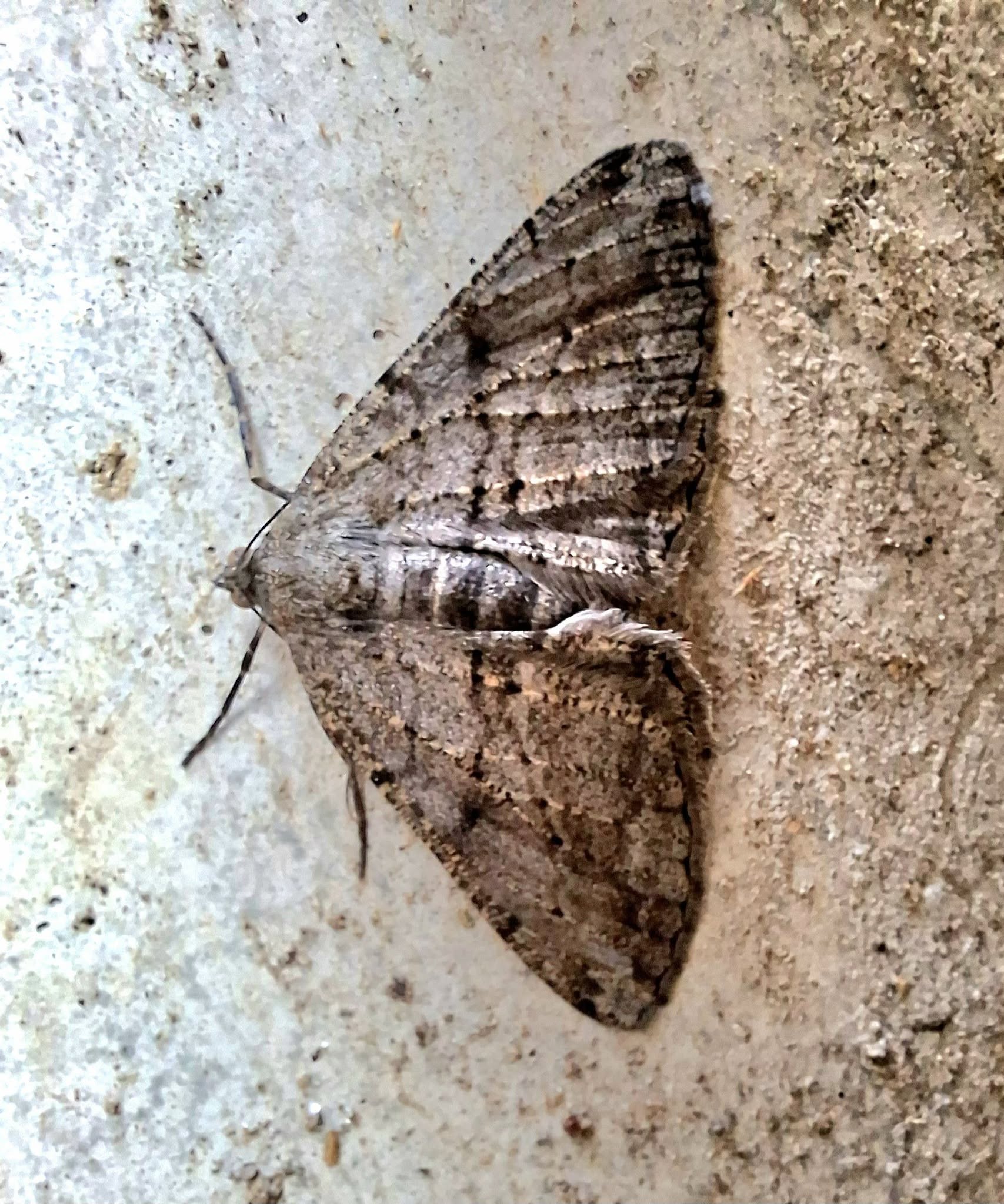 Unusual resting pose of Willow Beauty - Matt Leedell - 23rd June 2026 - Derby - 