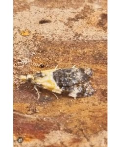 Phtheochora schreibersiana - 22nd May 2026 - Belper - Dave Newcombe